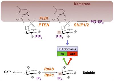 Regulation of Hematopoietic Cell Development and Function Through Phosphoinositides